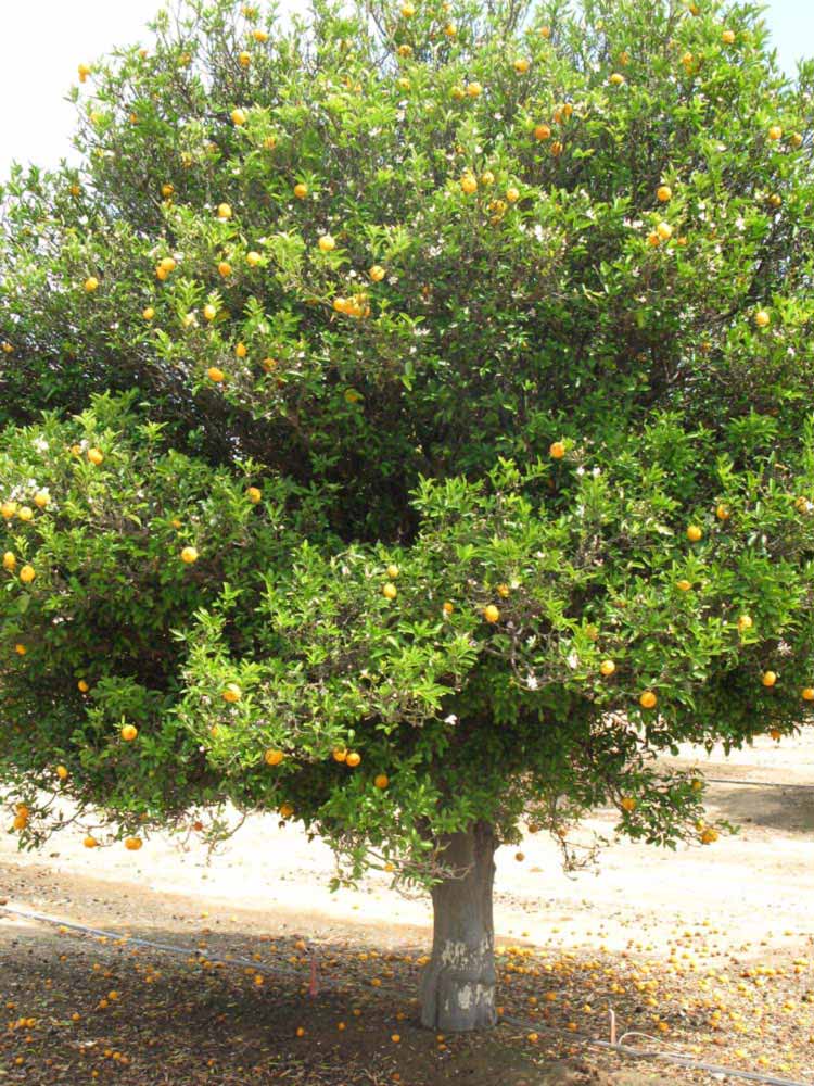            Habit (Riverside, CA)   